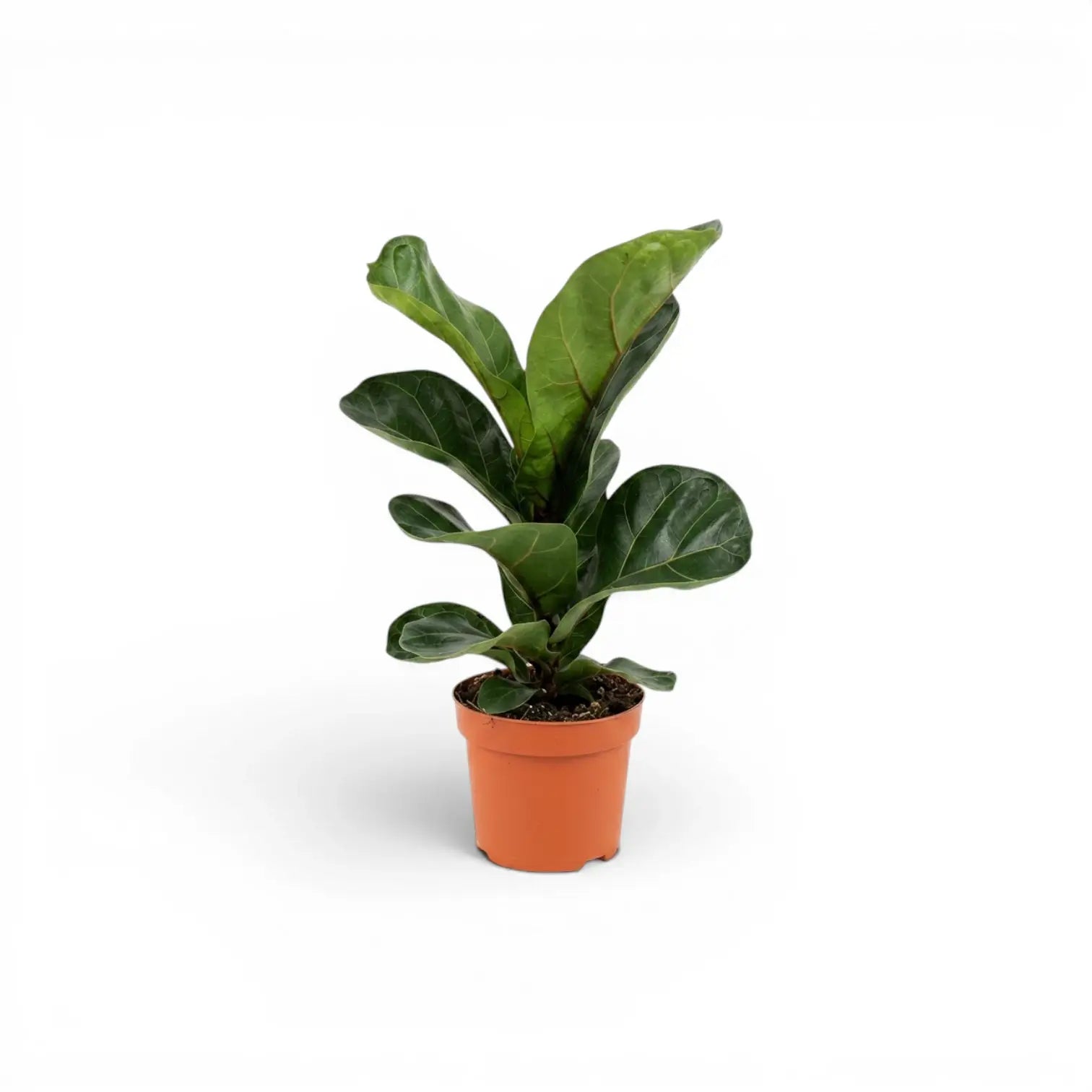 Small Ficus lyrata plant in a nursery pot on white background