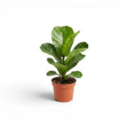 Small Ficus lyrata plant in a nursery pot on white background