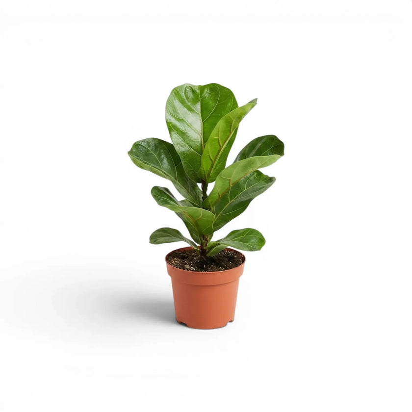 Small Ficus lyrata plant in a nursery pot on white background