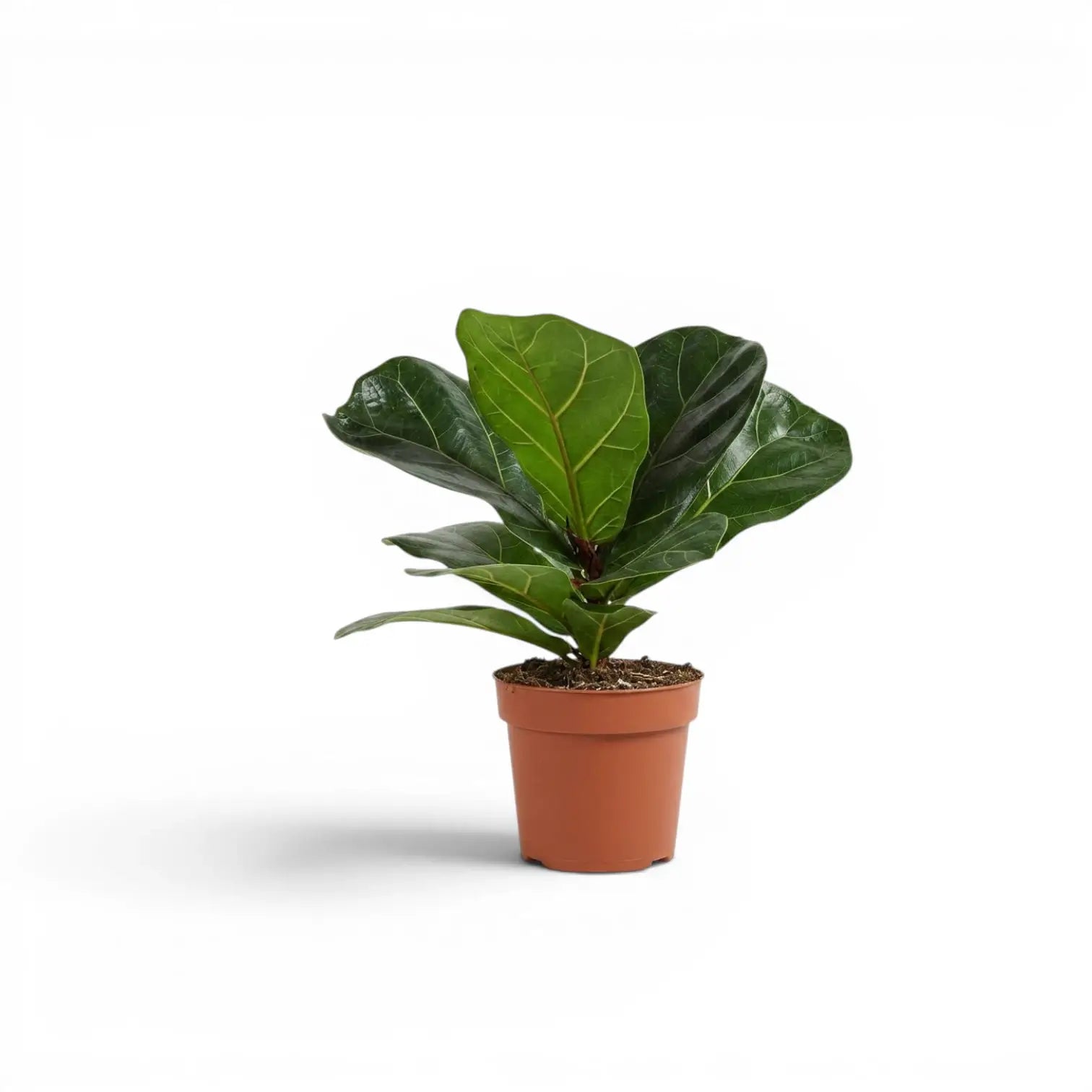 Small Ficus lyrata plant in a nursery pot on white background