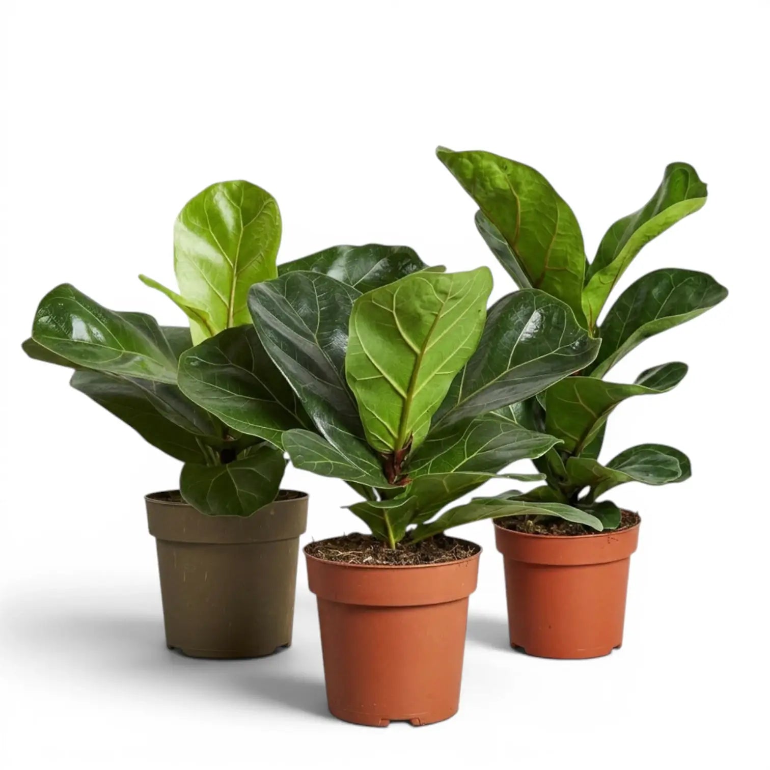 Small Ficus lyrata plant in a nursery pot on white background
