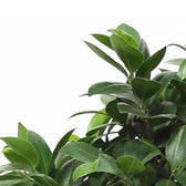 Ficus microcarpa 'Compacta' close-up of leaf on white background.