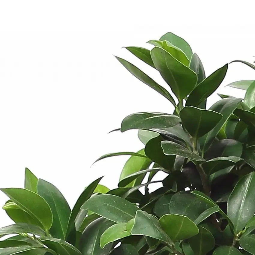 Ficus microcarpa 'Compacta' close-up of leaf on white background.