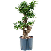Ficus microcarpa 'Compacta' potted plant in nursery pot on white background.