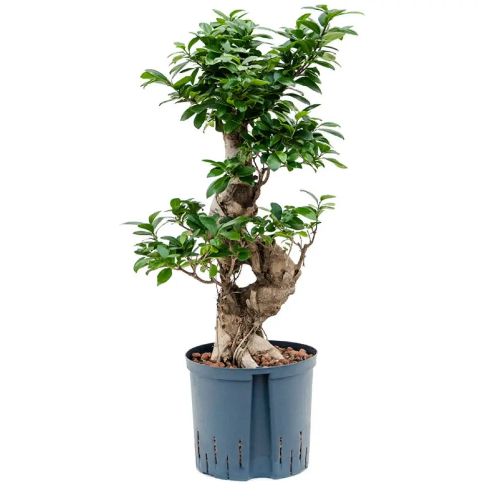 Ficus microcarpa 'Compacta' potted plant in nursery pot on white background.