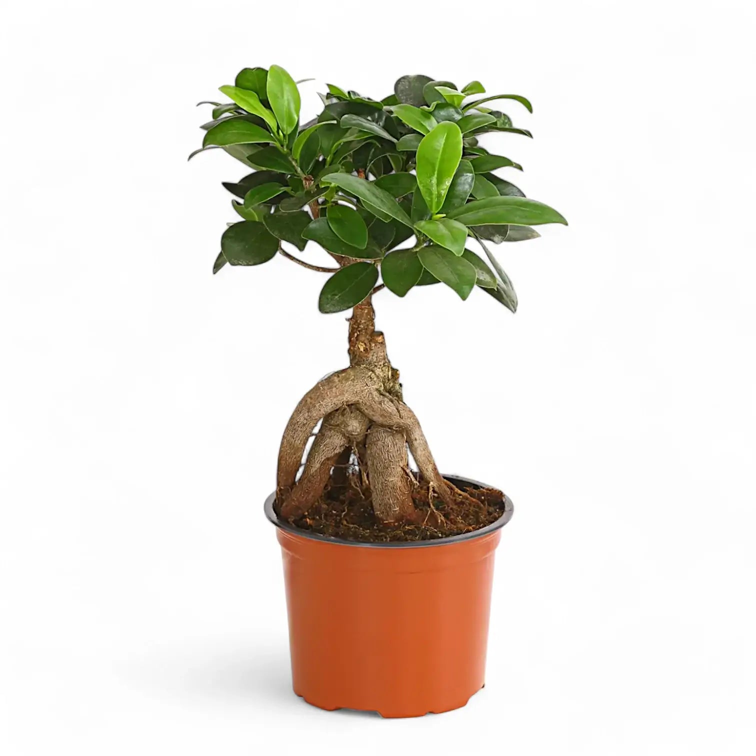 Ficus microcarpa 'Ginseng' – Topfpflanze im Kulturtopf vor weißem Hintergrund, Produktfoto 10.