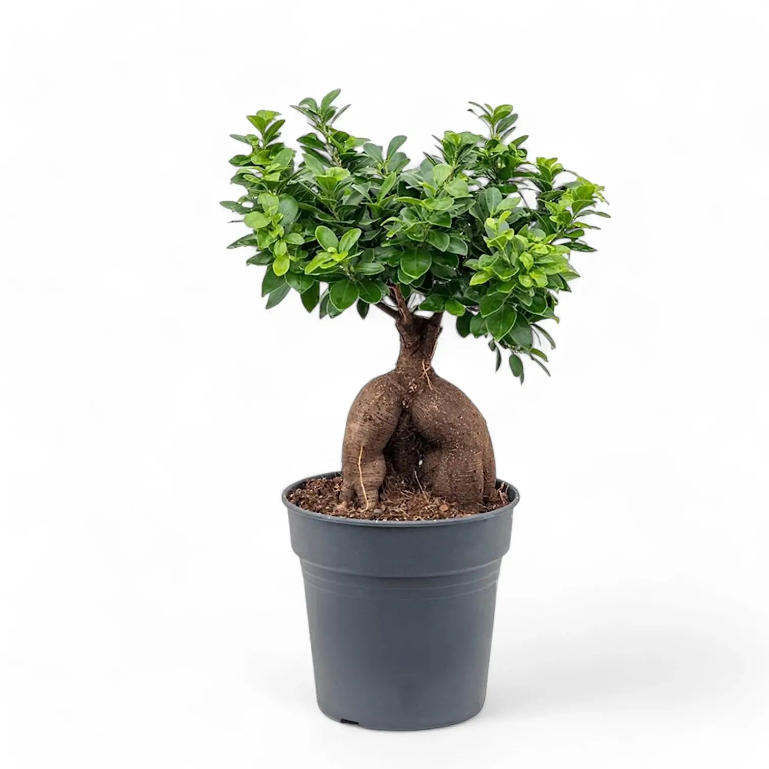 Ficus microcarpa 'Ginseng' – Topfpflanze im Kulturtopf vor weißem Hintergrund, Produktfoto 12.