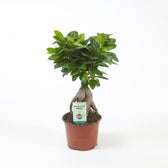 Ficus microcarpa 'Ginseng' – Topfpflanze im Kulturtopf vor weißem Hintergrund, Produktfoto 3.