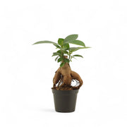 Ficus microcarpa 'Ginseng' – Topfpflanze im Kulturtopf vor weißem Hintergrund, Produktfoto 5.