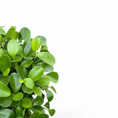 Ficus microcarpa 'Moclame' close-up of leaf on white background.