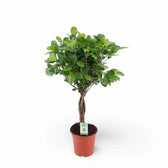 Ficus microcarpa 'Moclame' potted plant in nursery pot on white background.