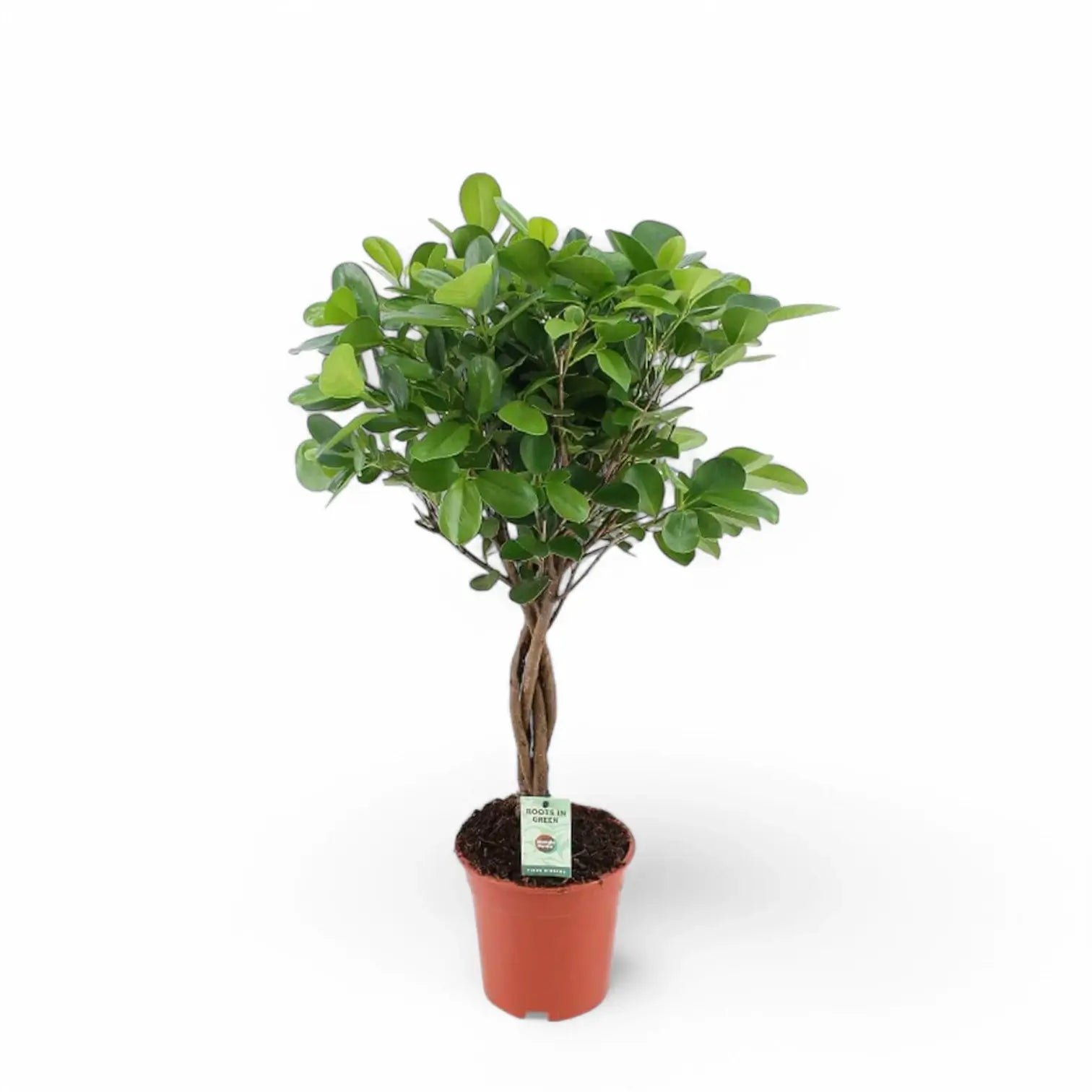 Ficus microcarpa 'Moclame' potted plant in nursery pot on white background.