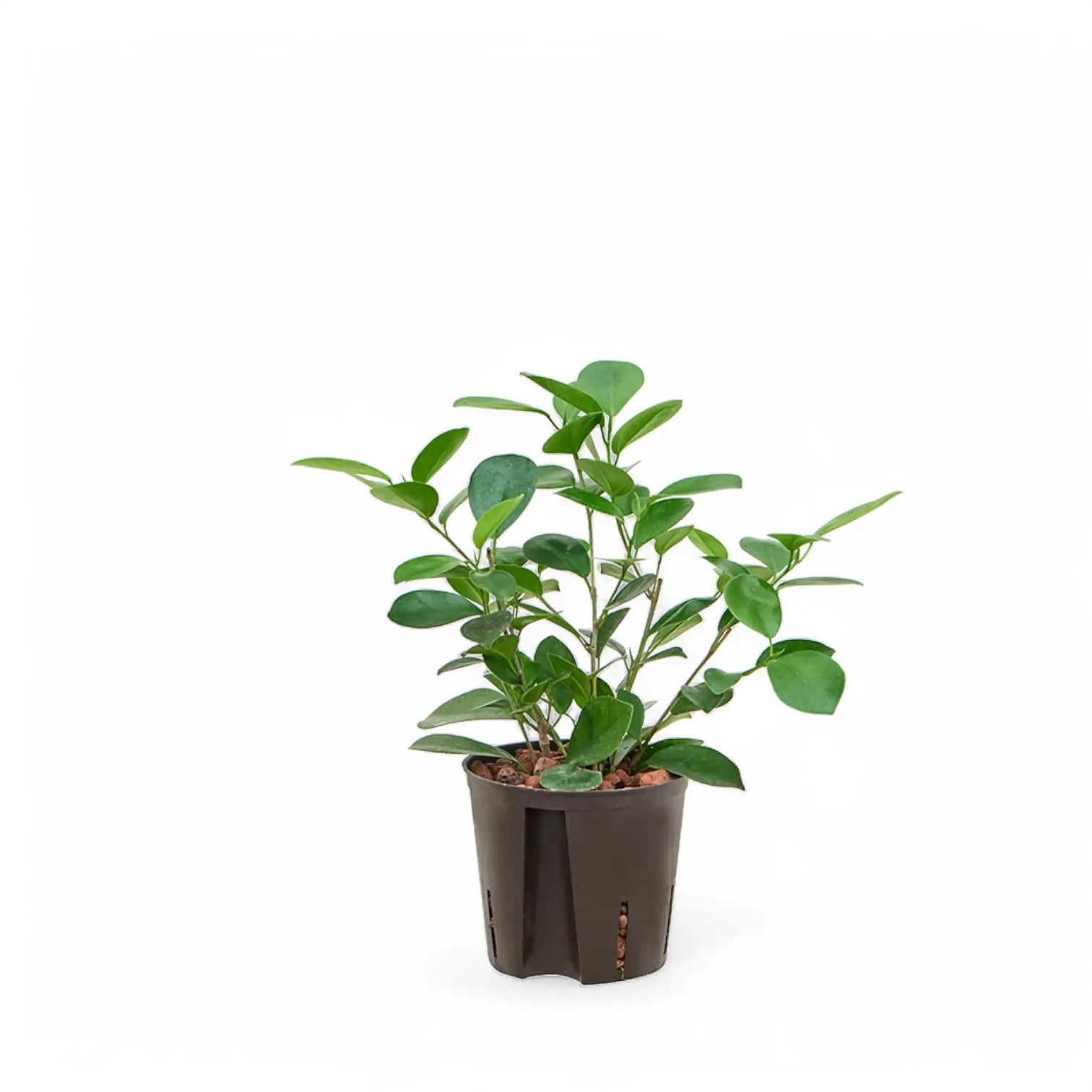 Ficus microcarpa 'Moclame' potted plant in nursery pot on white background.