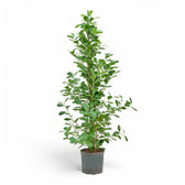 Ficus microcarpa 'Moclame' potted plant in nursery pot on white background.