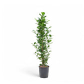Ficus microcarpa 'Moclame' potted plant in nursery pot on white background.