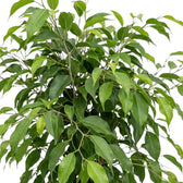 Nahaufnahme spitzer Blätter und dünner Zweige von Ficus benjamina 'Natasja'