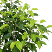 Junge hellgrüne Blätter zwischen den älteren dunkelgrünen Blättern von Ficus benjamina 'Natasja'