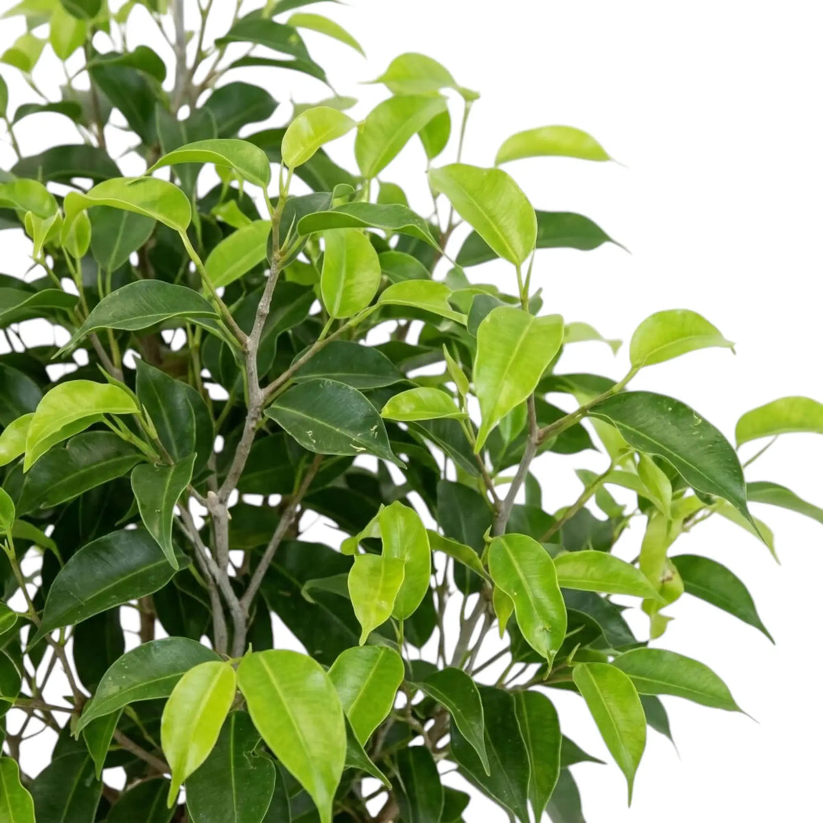 Junge hellgrüne Blätter zwischen den älteren dunkelgrünen Blättern von Ficus benjamina 'Natasja'