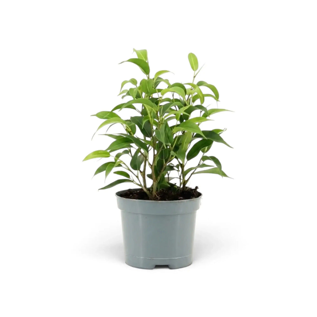 Junger Ficus benjamina 'Natasja' im grauen Kulturtopf mit hellgrünem Austrieb an den Triebspitzen