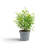Ficus benjamina 'Natasja' im Topf mit schlanker, aufrechter Krone aus spitz zulaufenden Blättern