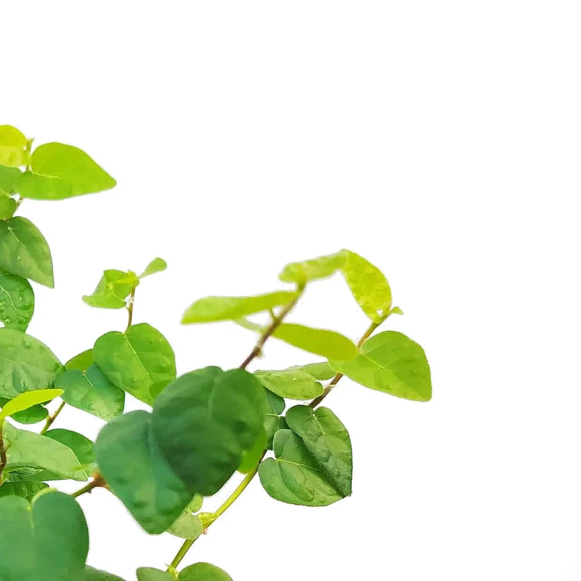 Ficus pumila 'Arina' – Blattdetail vor weißem Hintergrund..