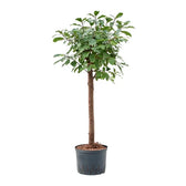 Ficus reflexa potted plant in nursery pot on white background.