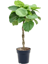 Ficus umbellata Zimmerpflanze im Anzuchttopf vor weißem Hintergrund, Produktfoto 2.