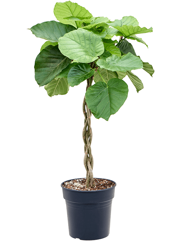 Ficus umbellata Zimmerpflanze im Anzuchttopf vor weißem Hintergrund, Produktfoto 2.