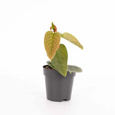 Ficus villosa potted plant in nursery pot on white background.