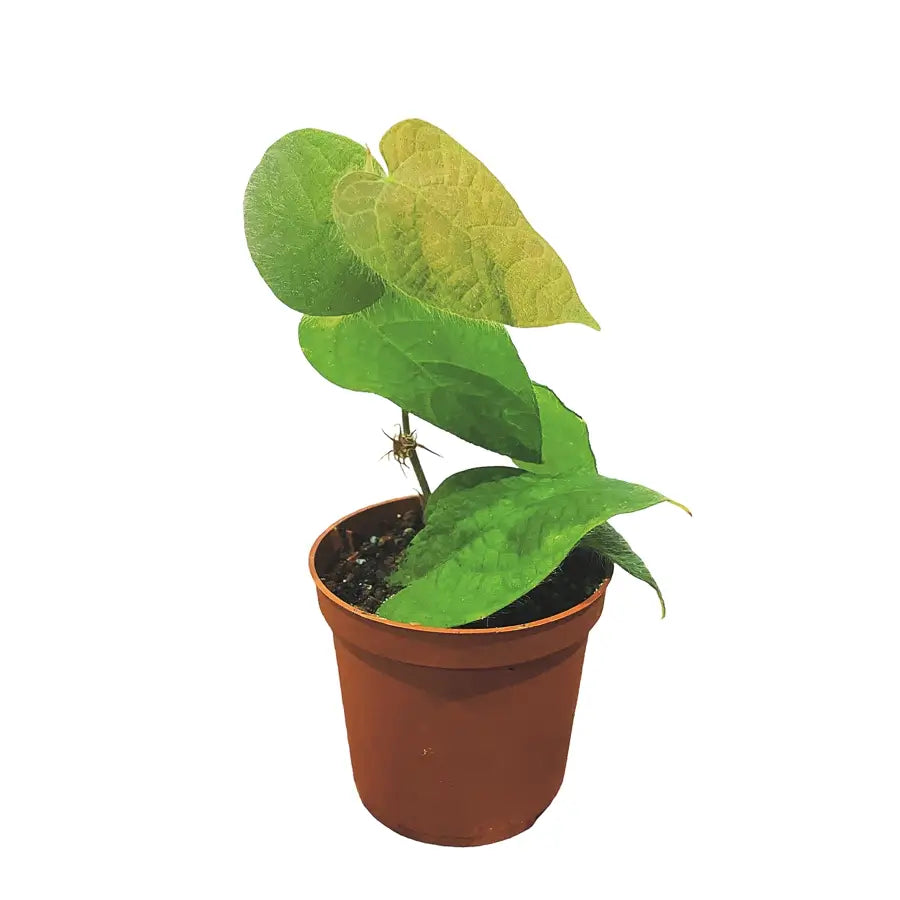 Ficus villosa potted plant in nursery pot on white background.
