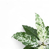Ficus virens 'Snowstorm' leaf detail on white background.