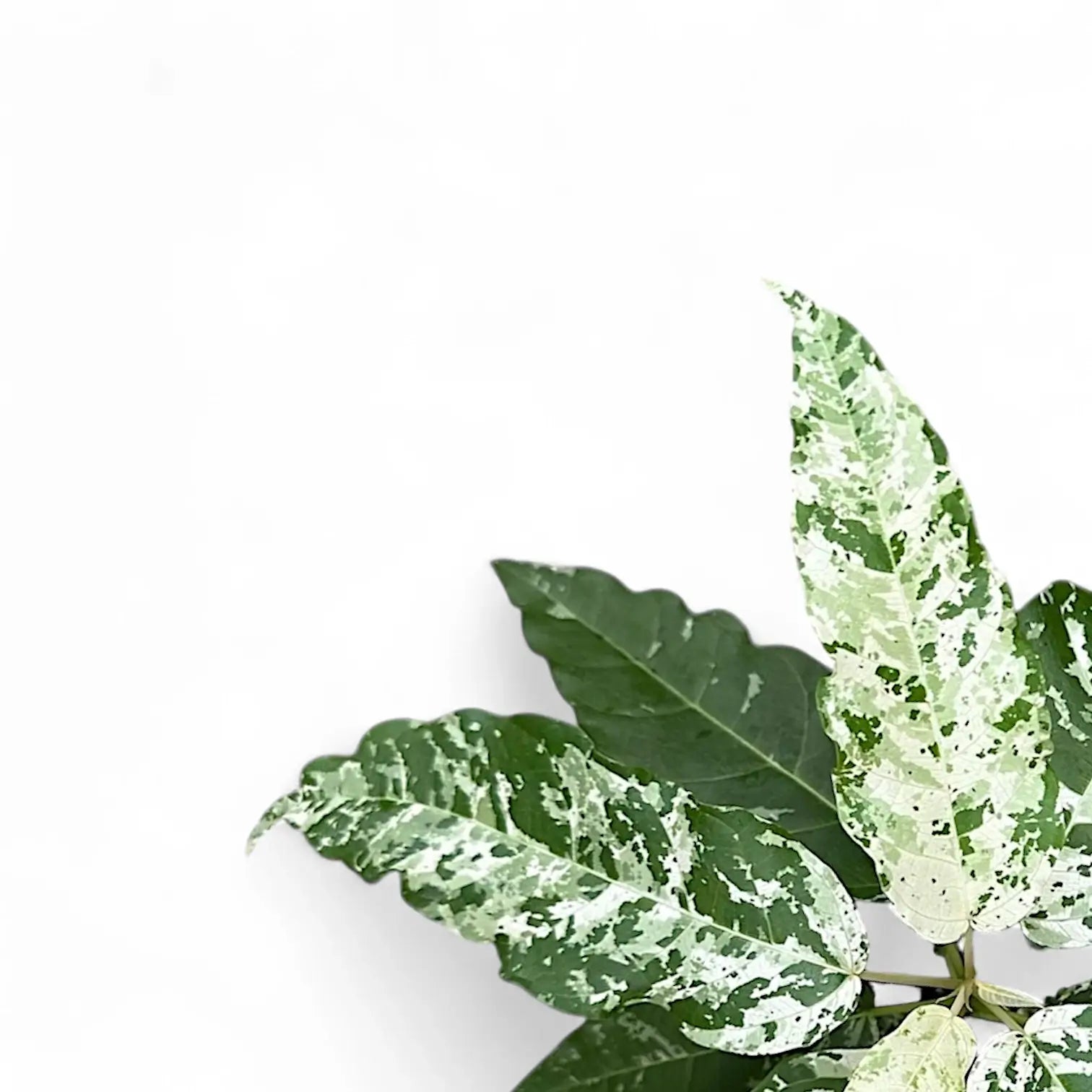 Ficus virens 'Snowstorm' leaf detail on white background.
