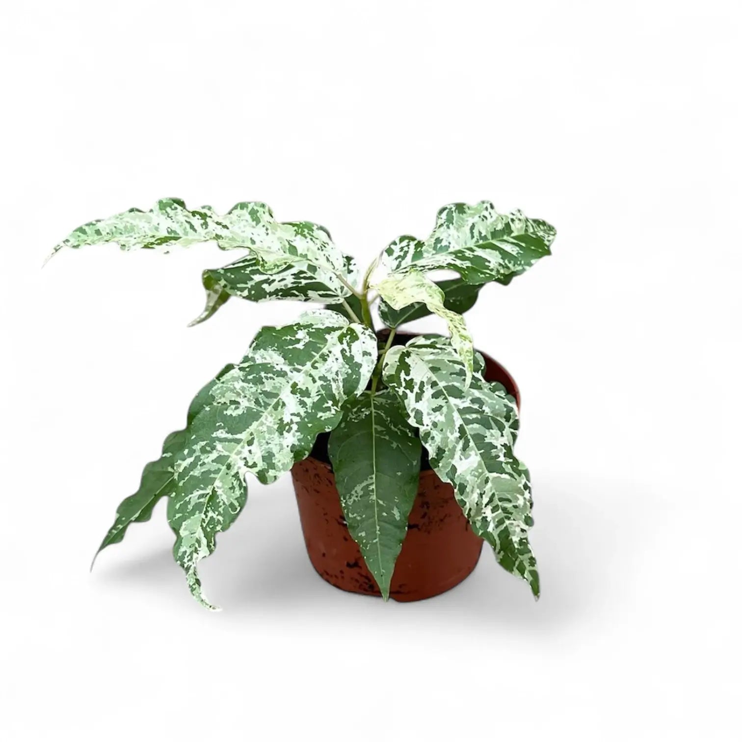 Ficus virens 'Snowstorm' potted plant in nursery pot on white background.