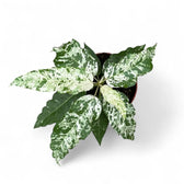 Ficus virens 'Snowstorm' potted plant in nursery pot on white background.