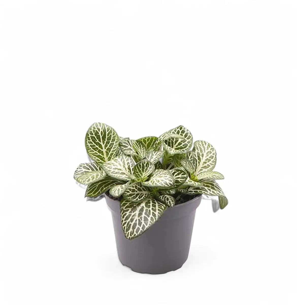 Fittonia albivenis – Topfpflanze im Kulturtopf vor weißem Hintergrund, Produktfoto 3.