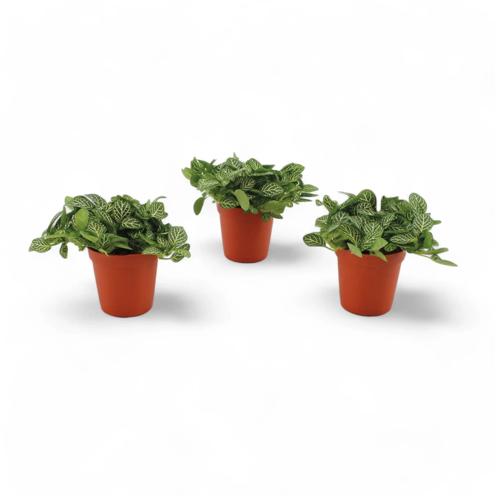 nerve plant indoor Fittonia albivenis