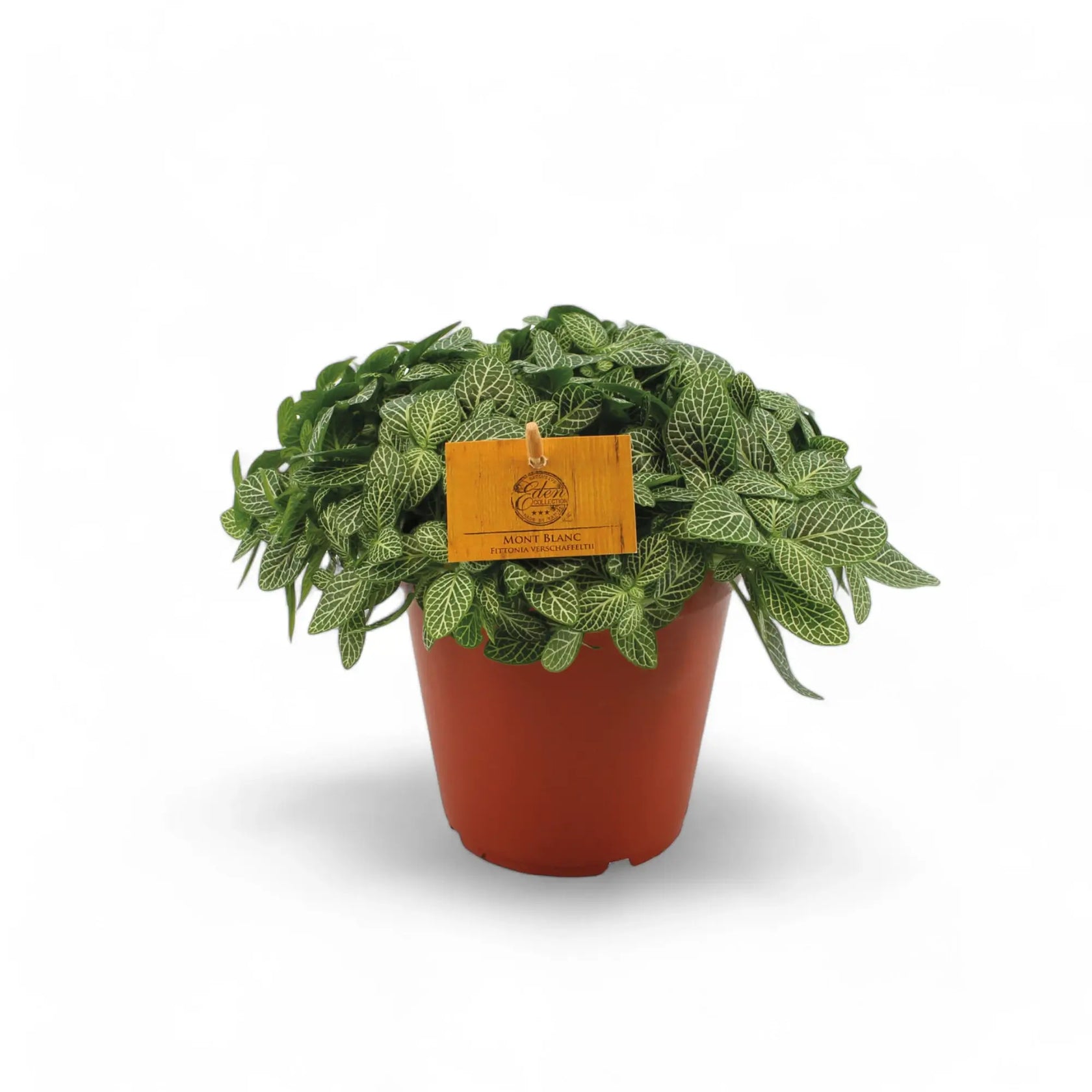 Fittonia albivenis potted plant in nursery pot on white background.