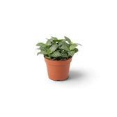 Compact baby Fittonia albivenis with green foliage crossed by contrasting white veins