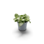 Potted baby Fittonia albivenis with densely overlapping leaves and contrasting white vein networks