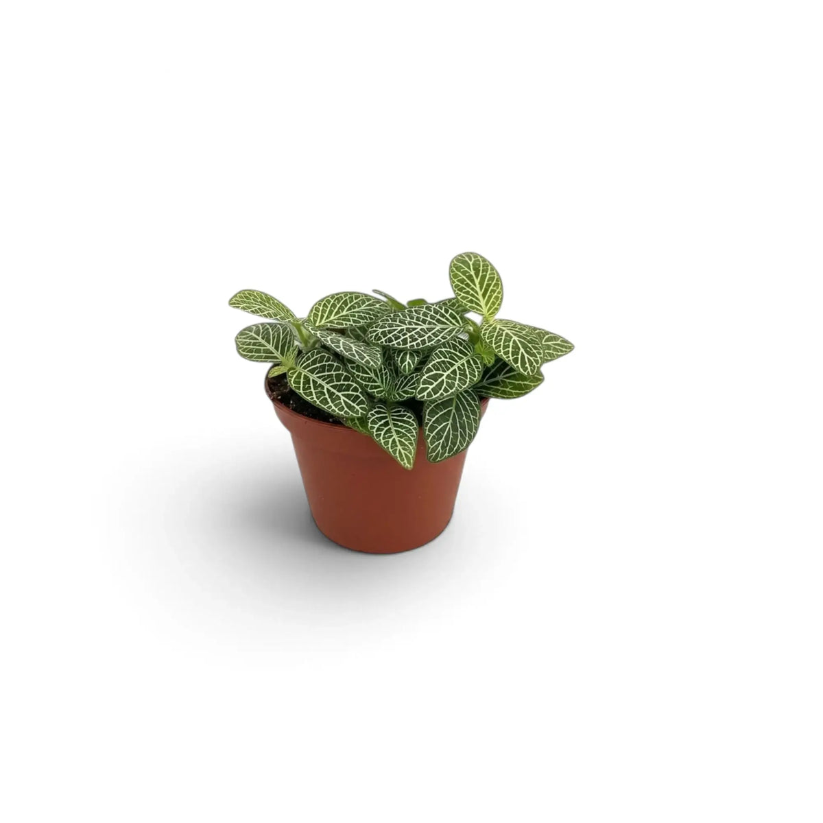 Baby Fittonia albivenis with compact green leaves traced by bright white veins in a small nursery pot