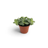 Fittonia albivenis baby plant showing oval green leaves patterned with branching white veins