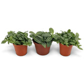 Baby Fittonia albivenis forming a low mound of white-veined green foliage