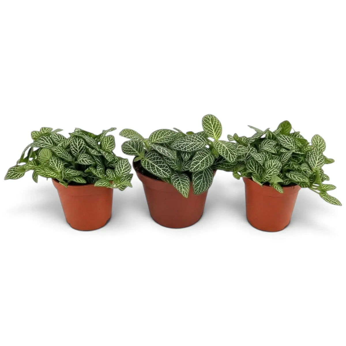Baby Fittonia albivenis forming a low mound of white-veined green foliage