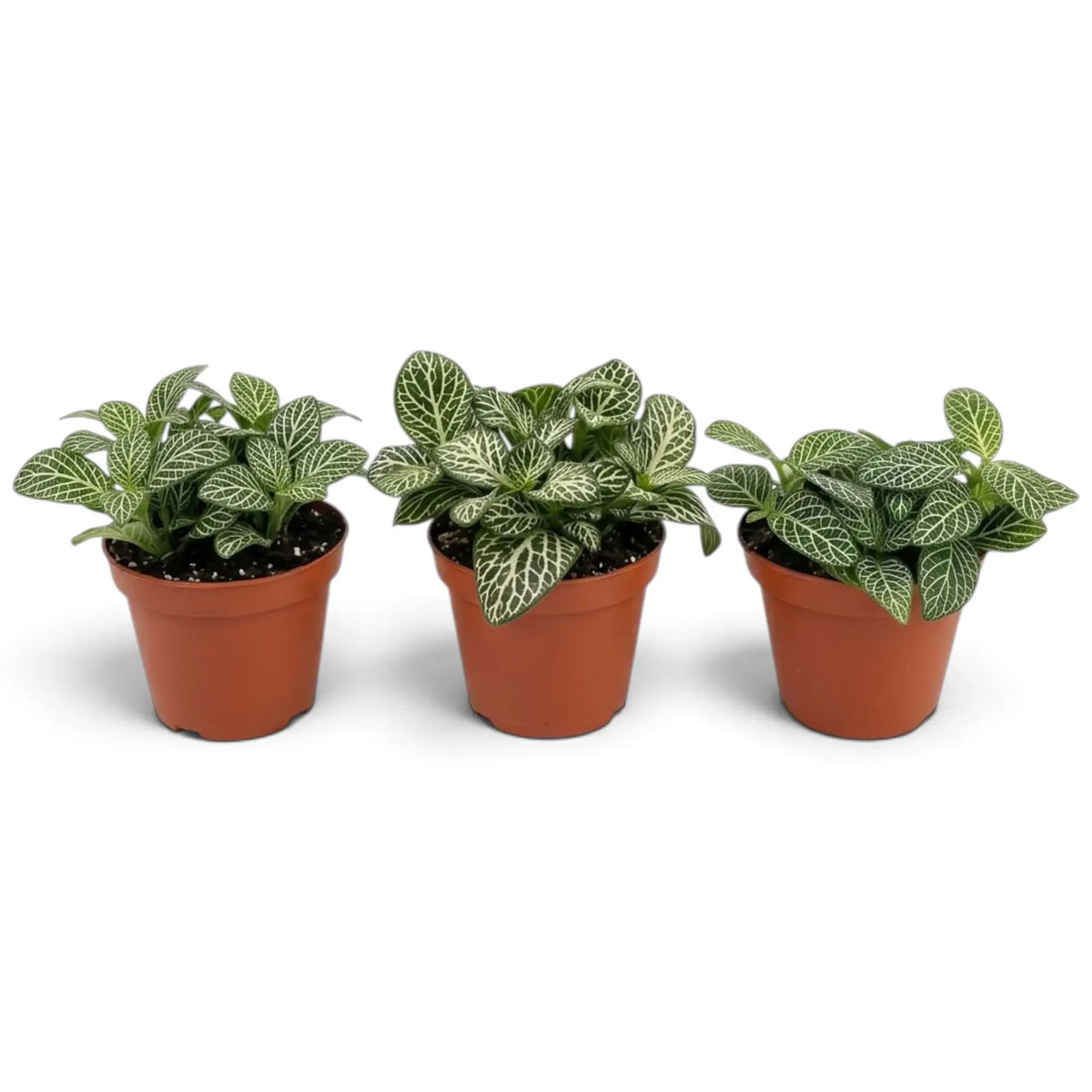 Small potted Fittonia albivenis with low spreading growth and strongly veined green leaves