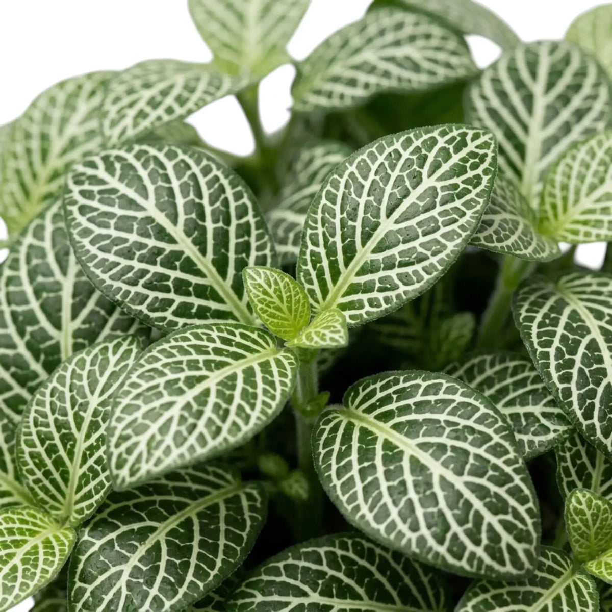 Fittonia albivenis leaf detail with prominent white midribs and fine side veins