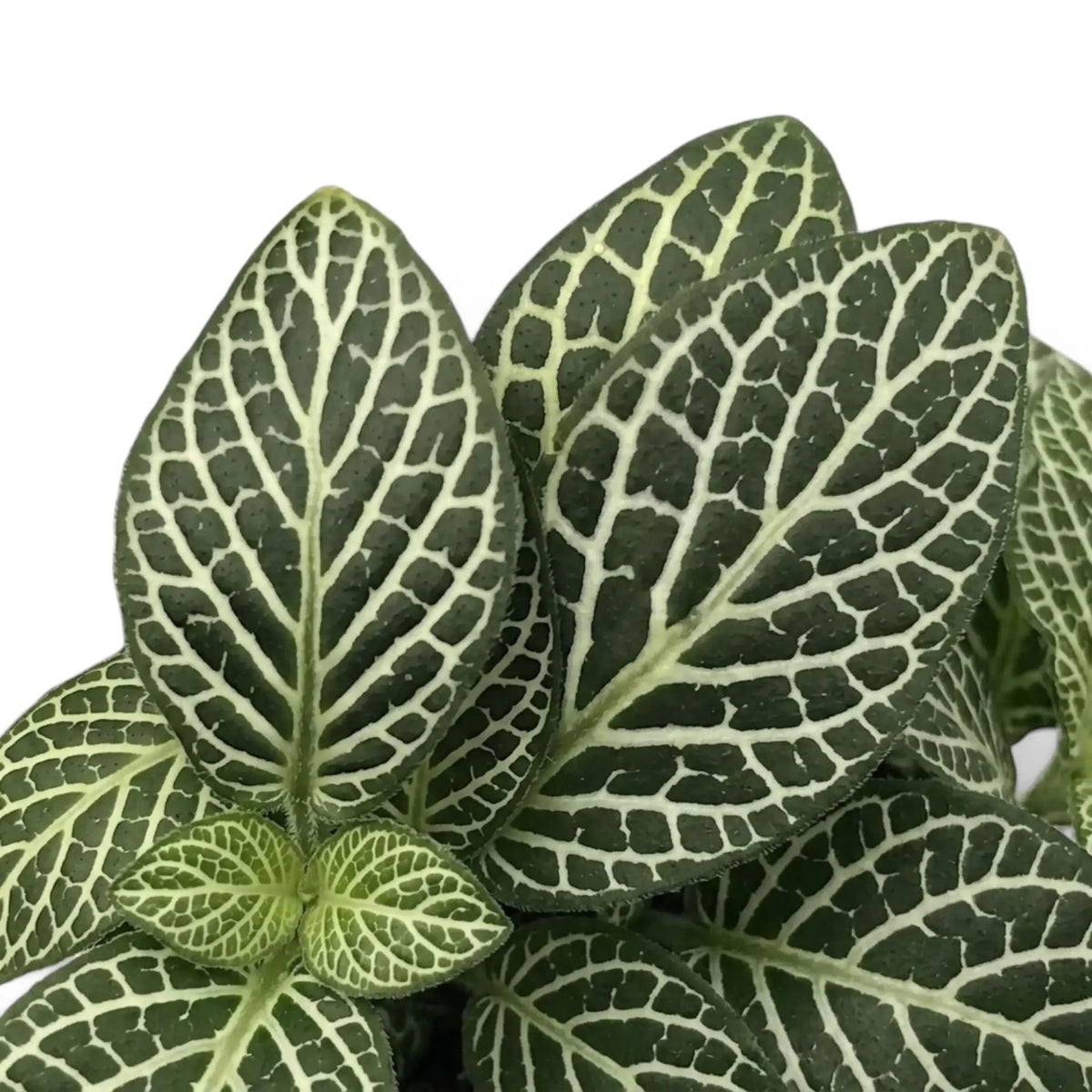 Close-up of Fittonia albivenis oval green leaves with a fine white vein network