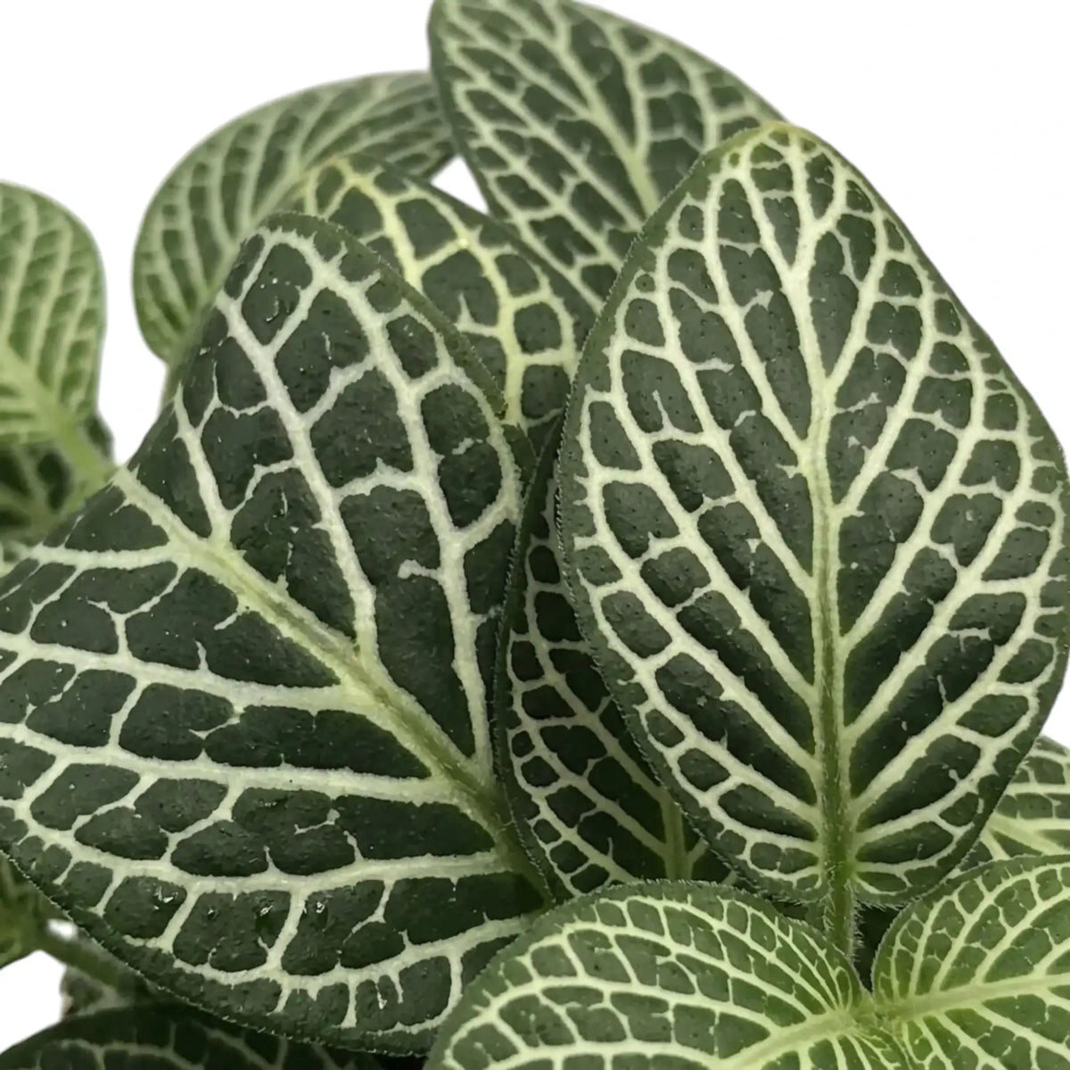 Fittonia albivenis foliage detail showing pale veins branching across green leaves