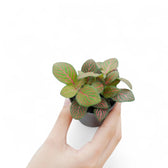 Fittonia albivenis 'Forest Flame' potted plant in nursery pot on white background.