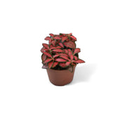 Fittonia albivenis 'Forest Flame' potted plant in nursery pot on white background.