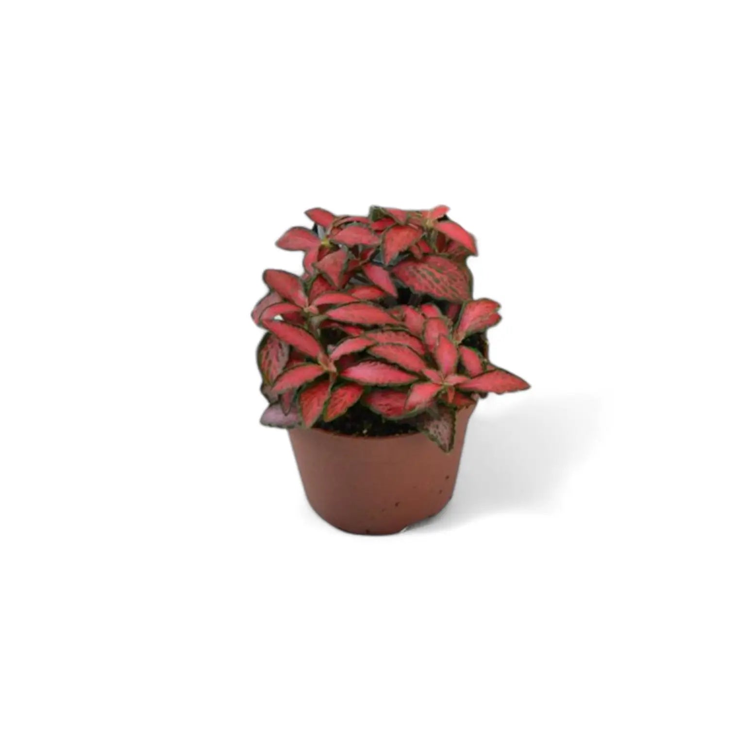 Fittonia albivenis 'Forest Flame' potted plant in nursery pot on white background.